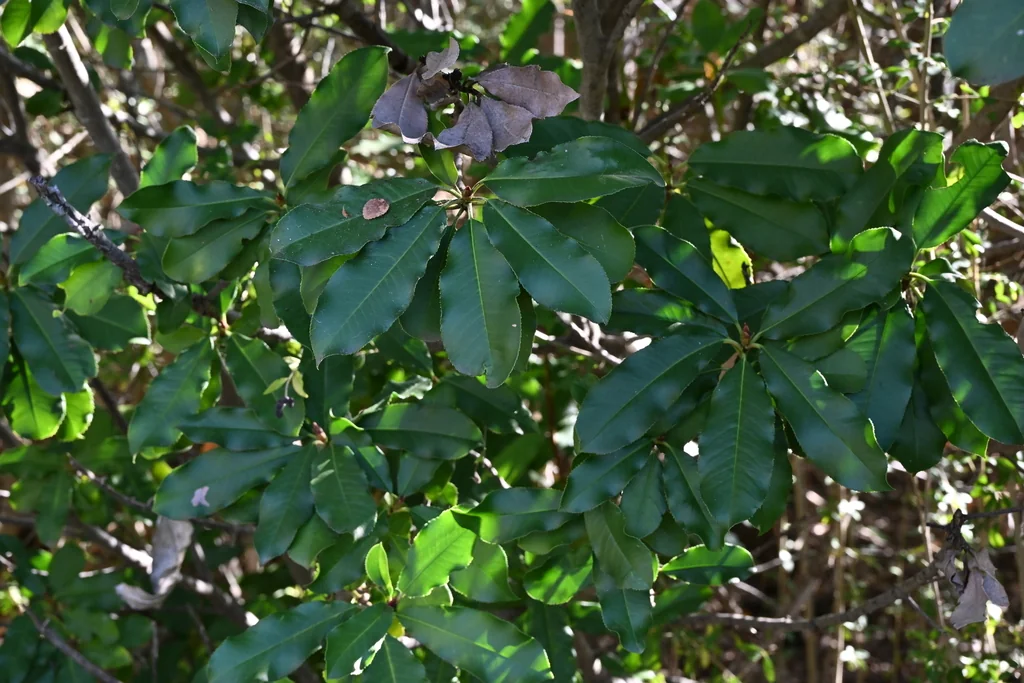 Photinia Serratifolia