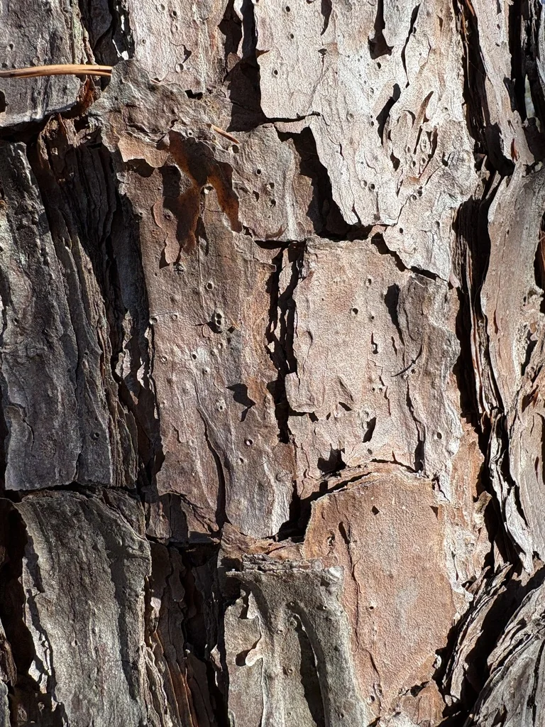 Pinus Echinata