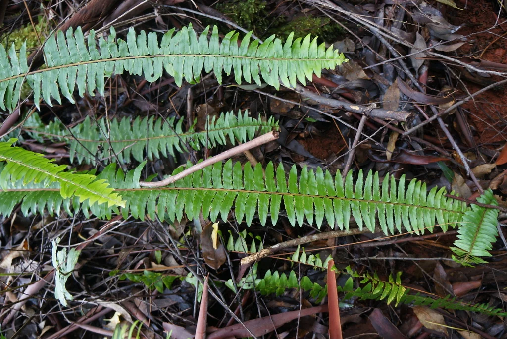Nephrolepis Exaltata