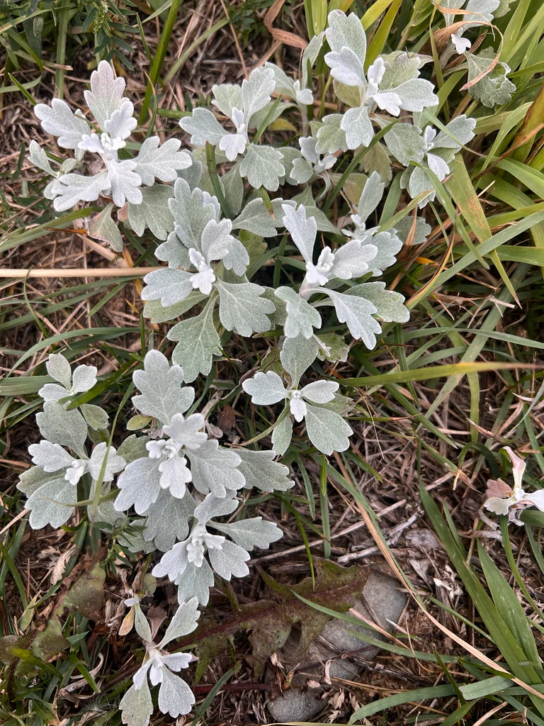 Artemisia stelleriana