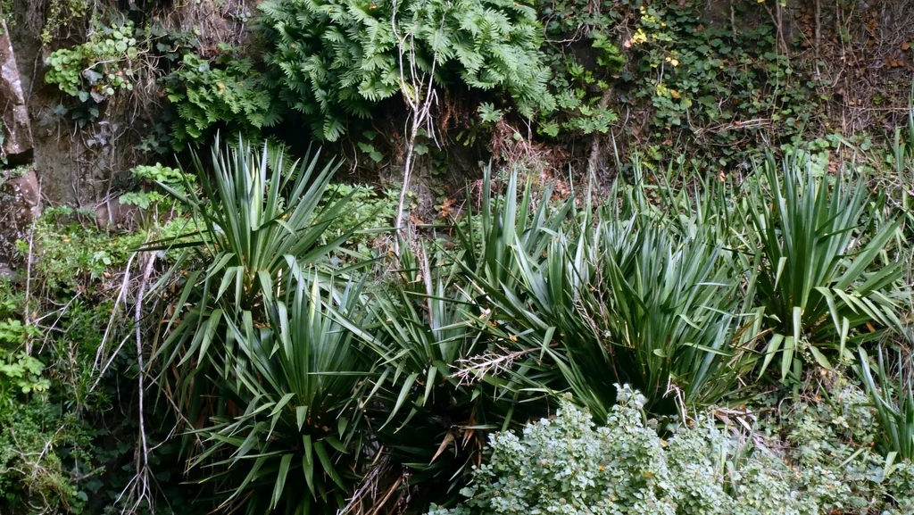 Yucca Gloriosa