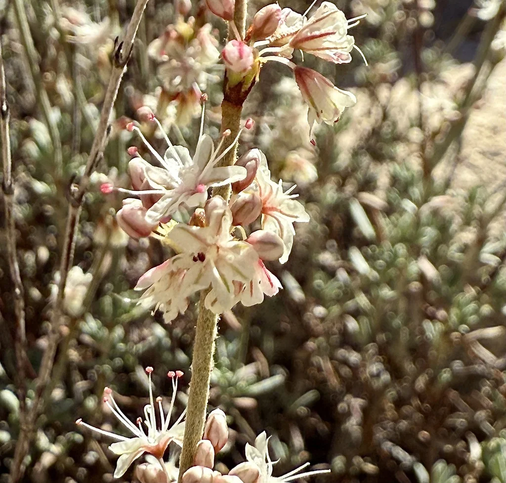 Eriogonum Wrightii