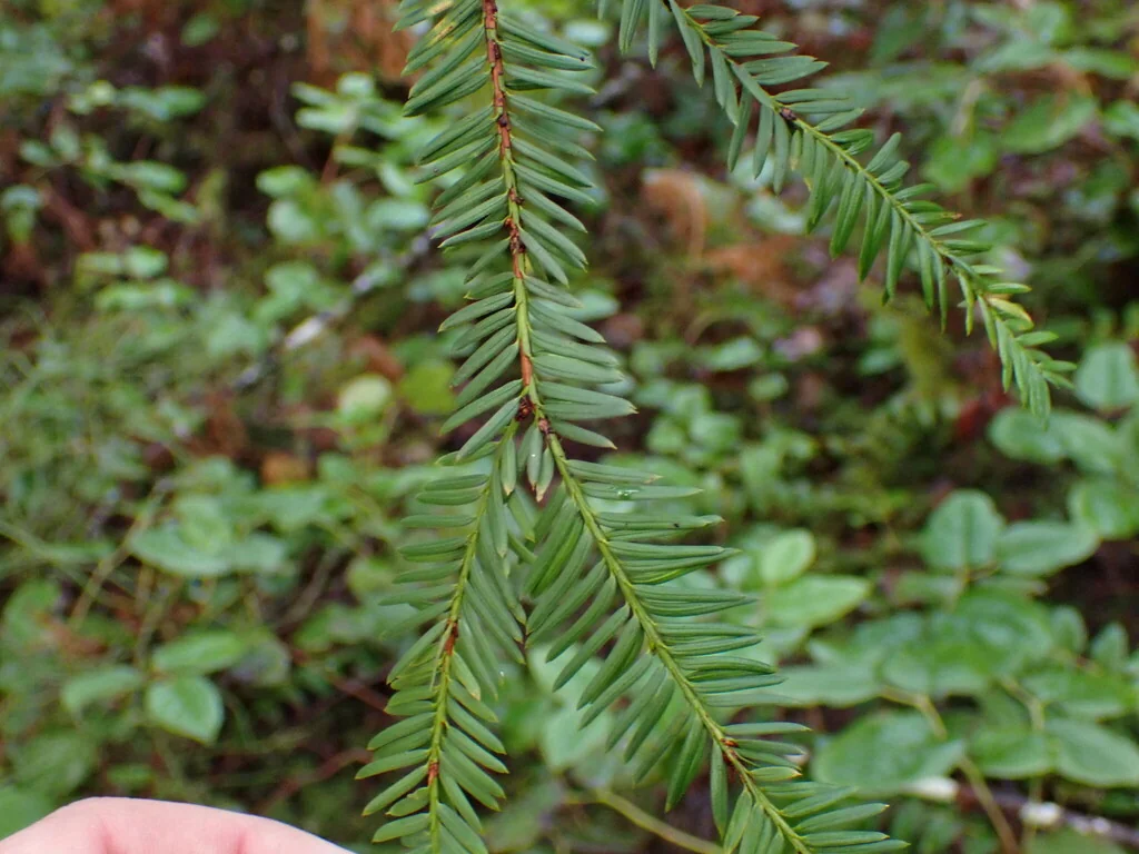 Taxus Brevifolia