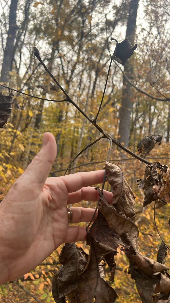 Carya Laciniosa