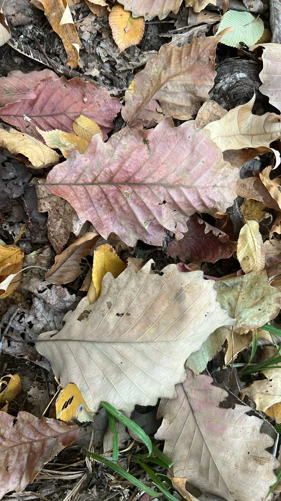 Quercus Michauxii