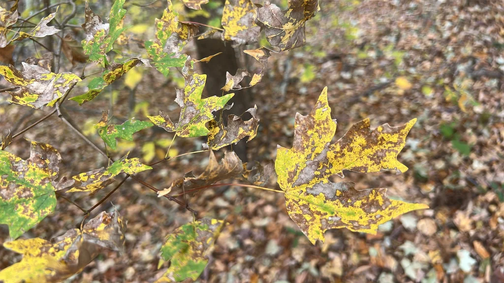 Acer Floridanum