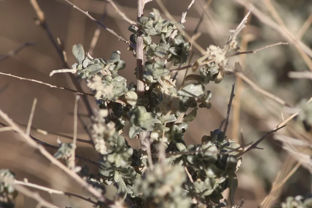 Atriplex Polycarpa