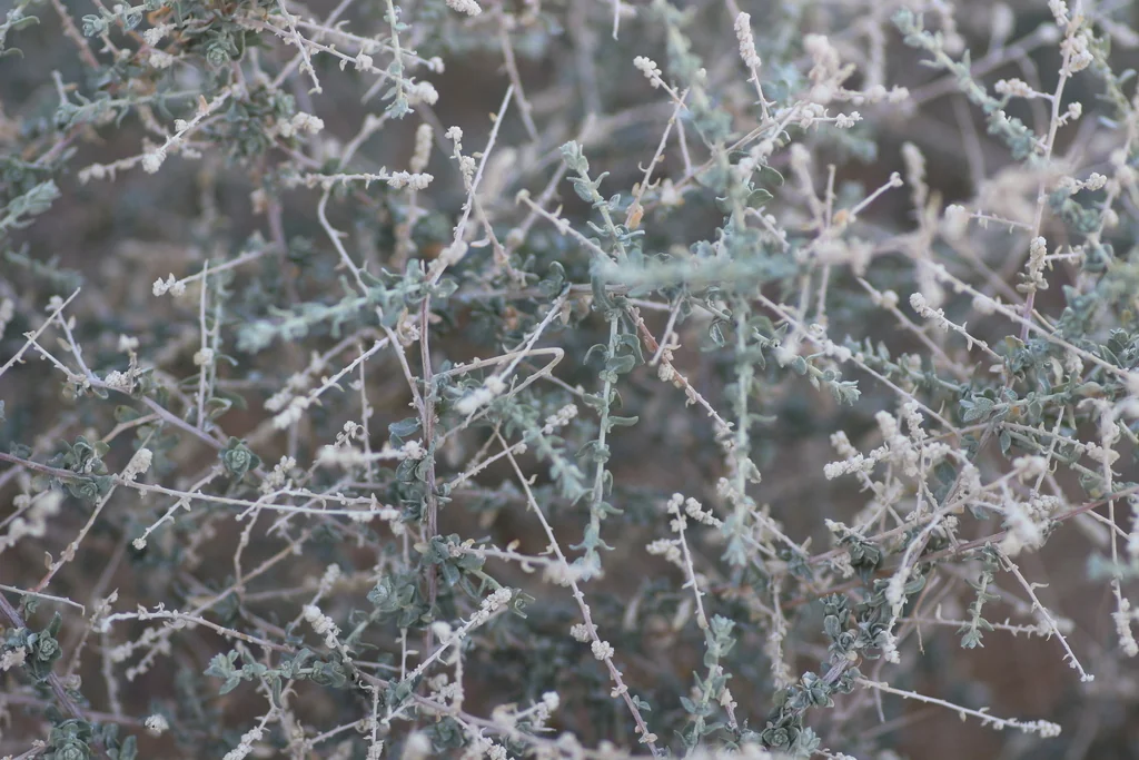 Atriplex Polycarpa