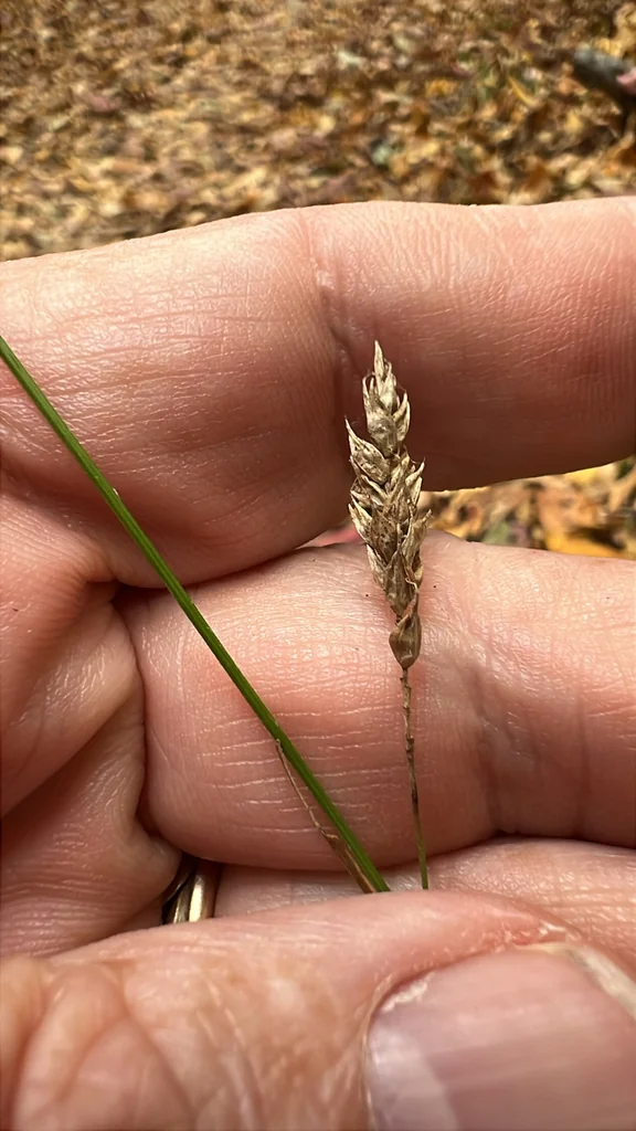 Carex Cherokeensis