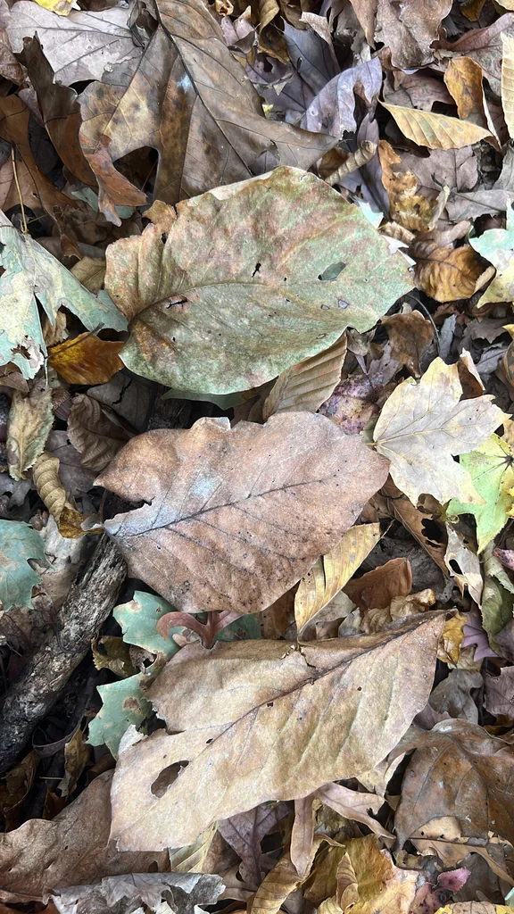 Magnolia Acuminata