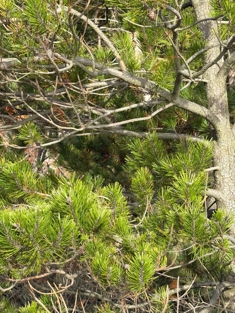 Pinus Contorta Var. Contorta