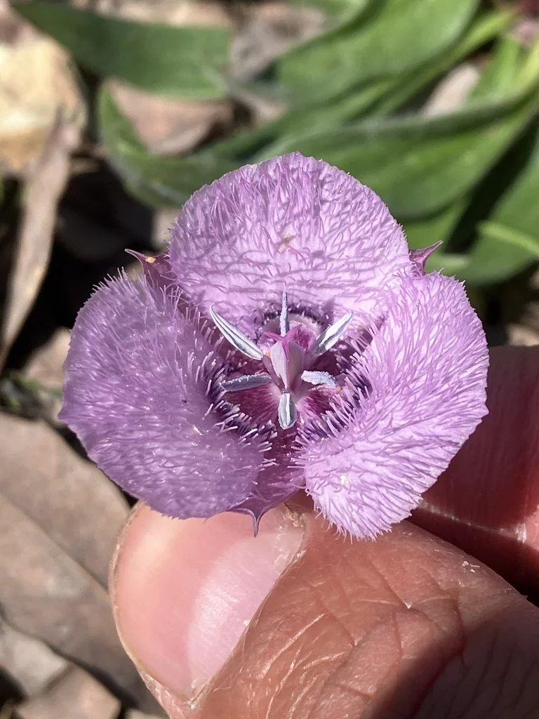 Calochortus Tolmiei