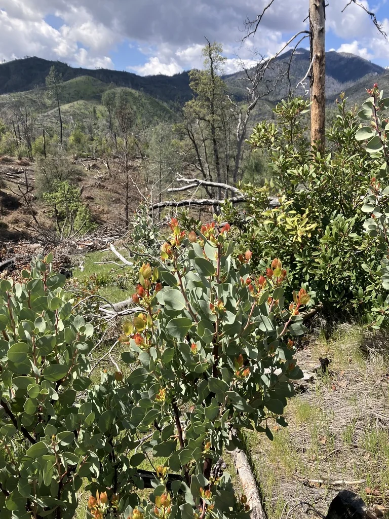 Arctostaphylos Viscida