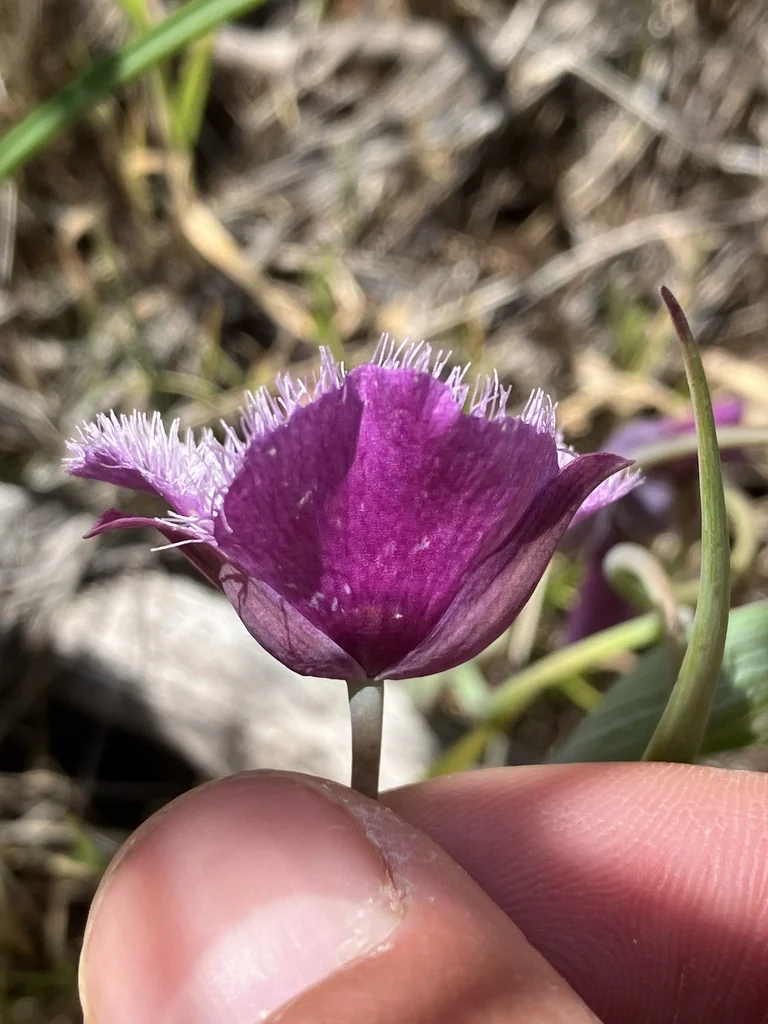 Calochortus Tolmiei