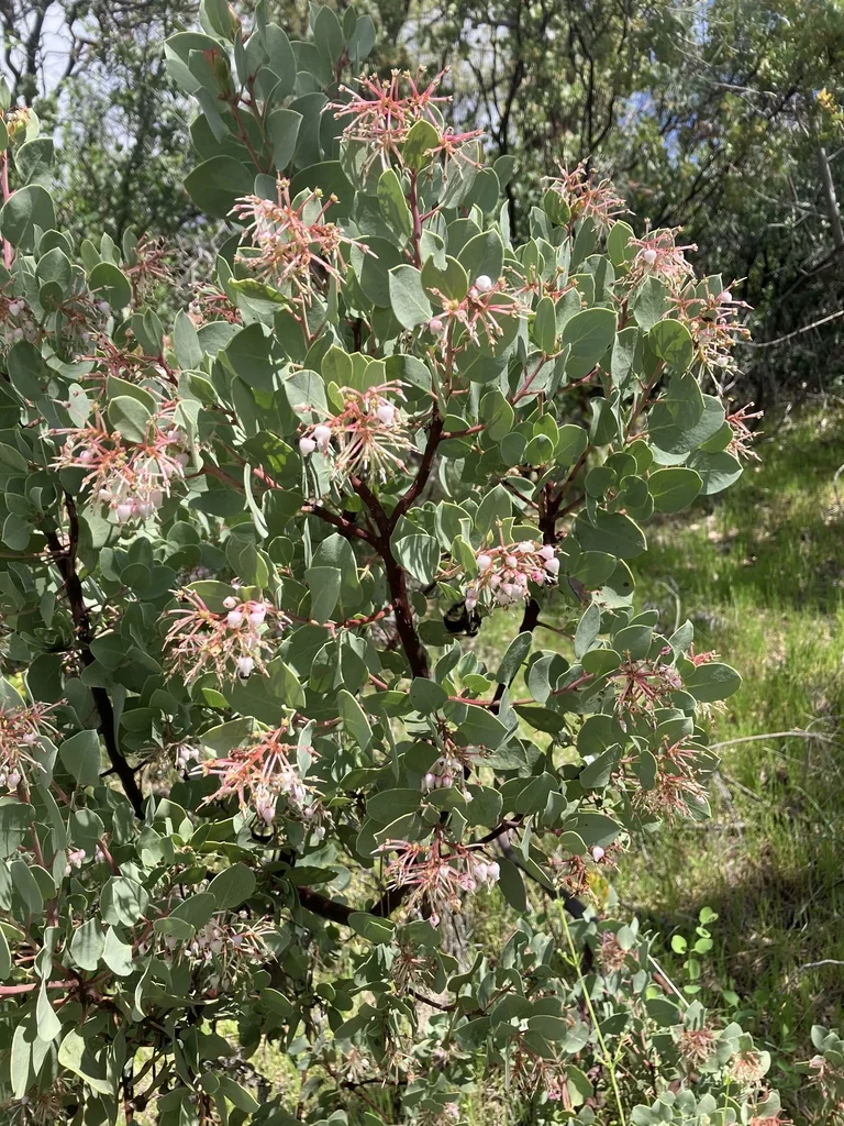 Arctostaphylos Viscida