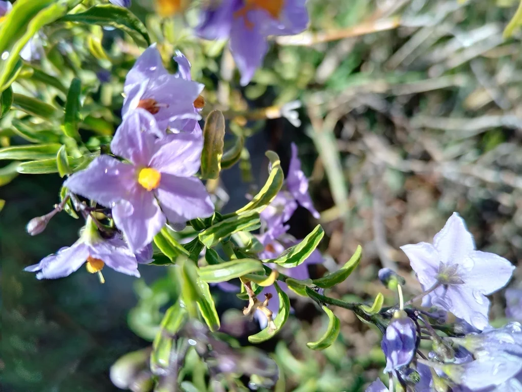 Solanum Crispum