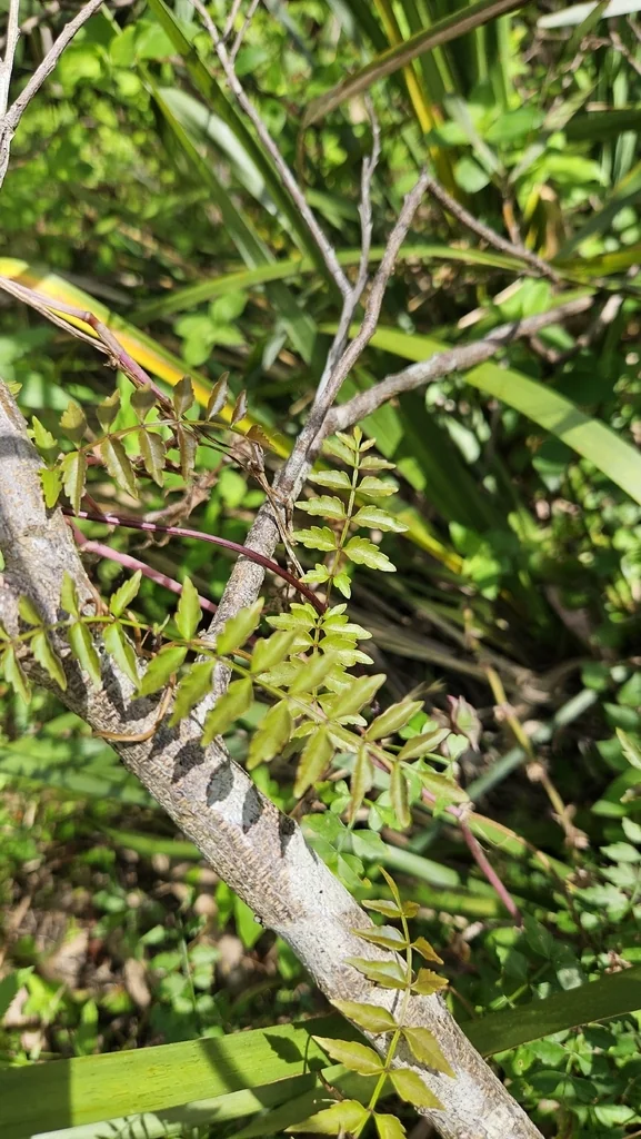 Pandorea Pandorana