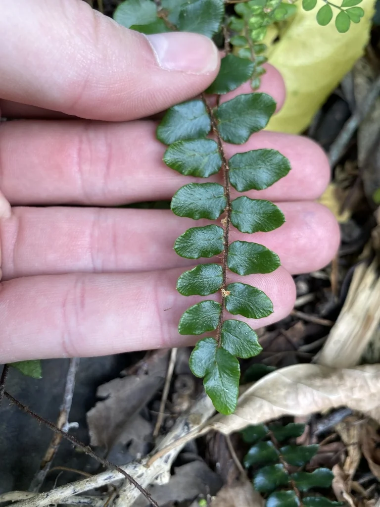 Pellaea Rotundifolia