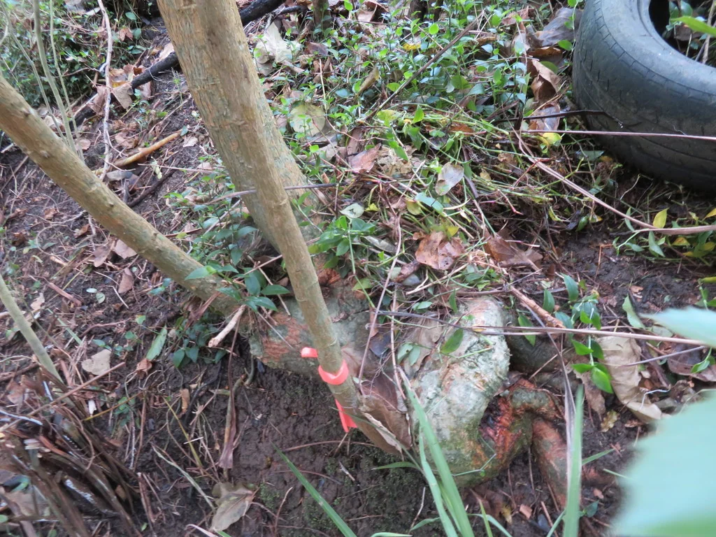 Erythrina X Sykesii