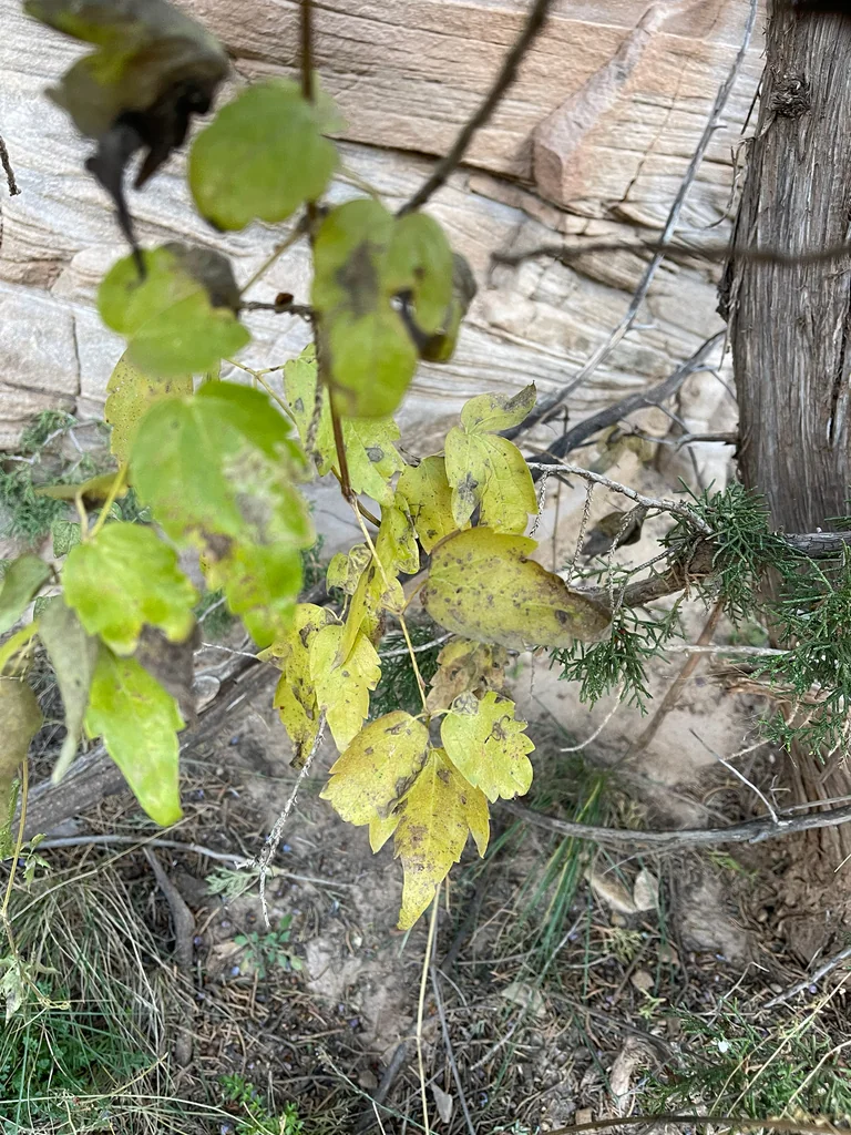 Clematis Ligusticifolia