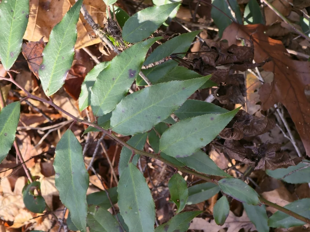 Leucothoe Fontanesiana