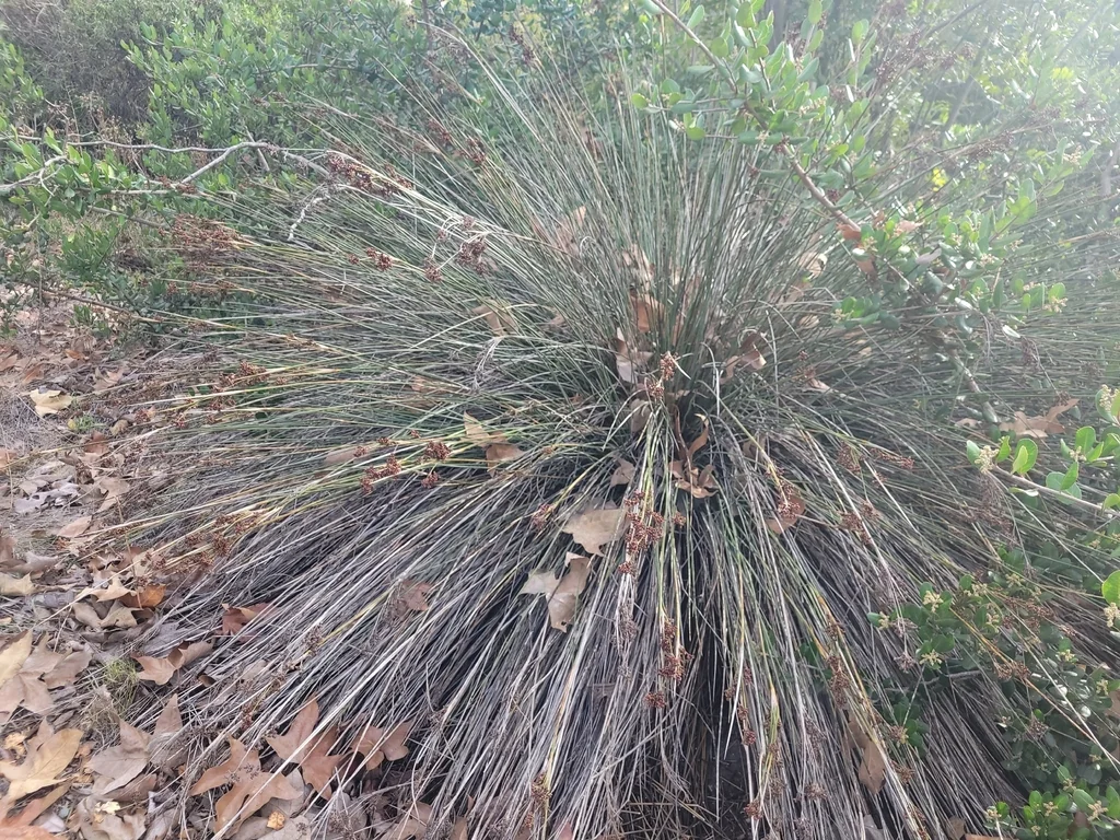 Juncus Acutus