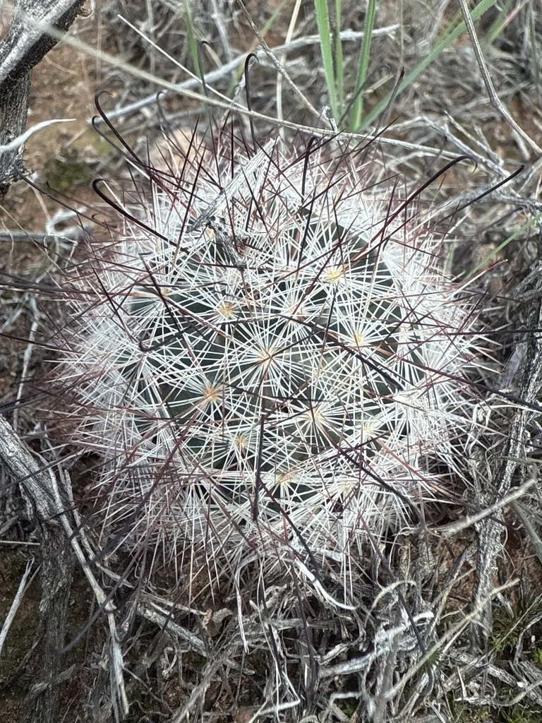 Mammillaria Tetrancistra