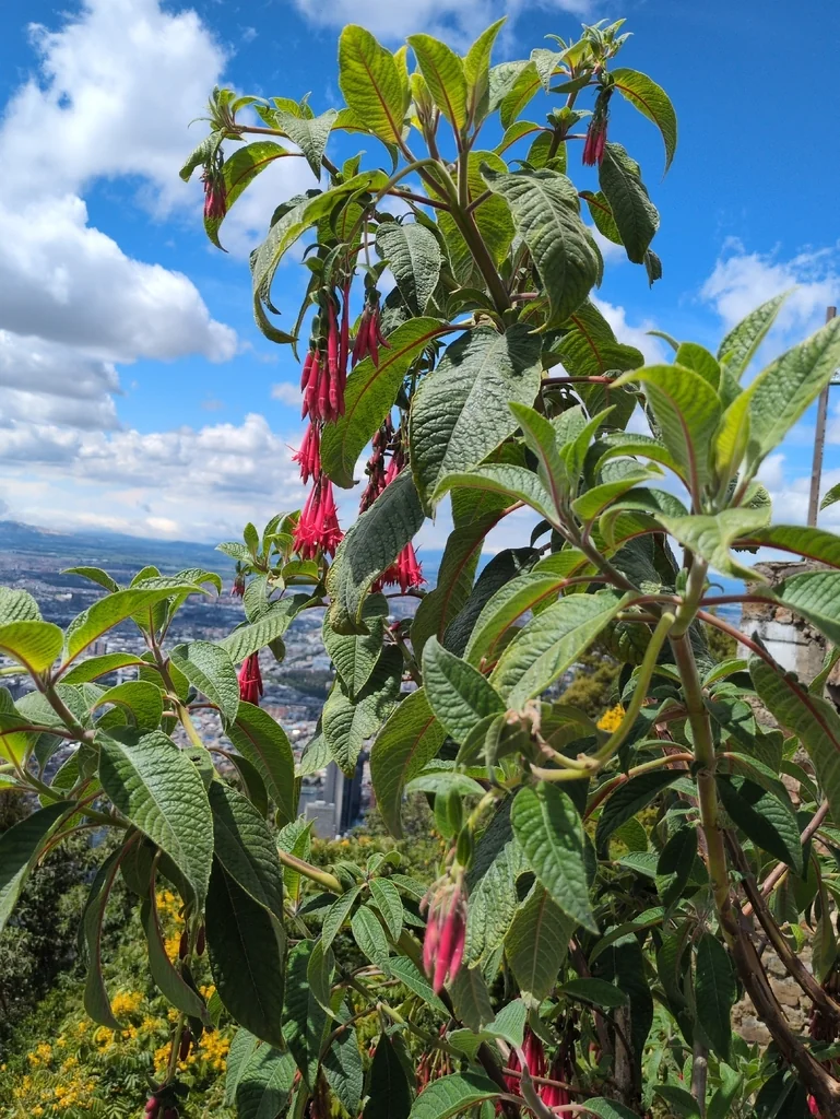 Fuchsia Boliviana