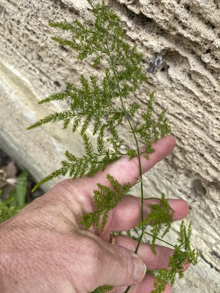 Asparagus Setaceus