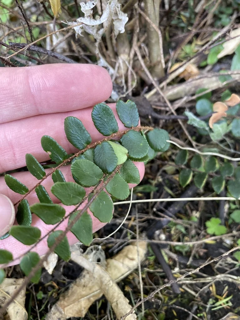 Pellaea Rotundifolia