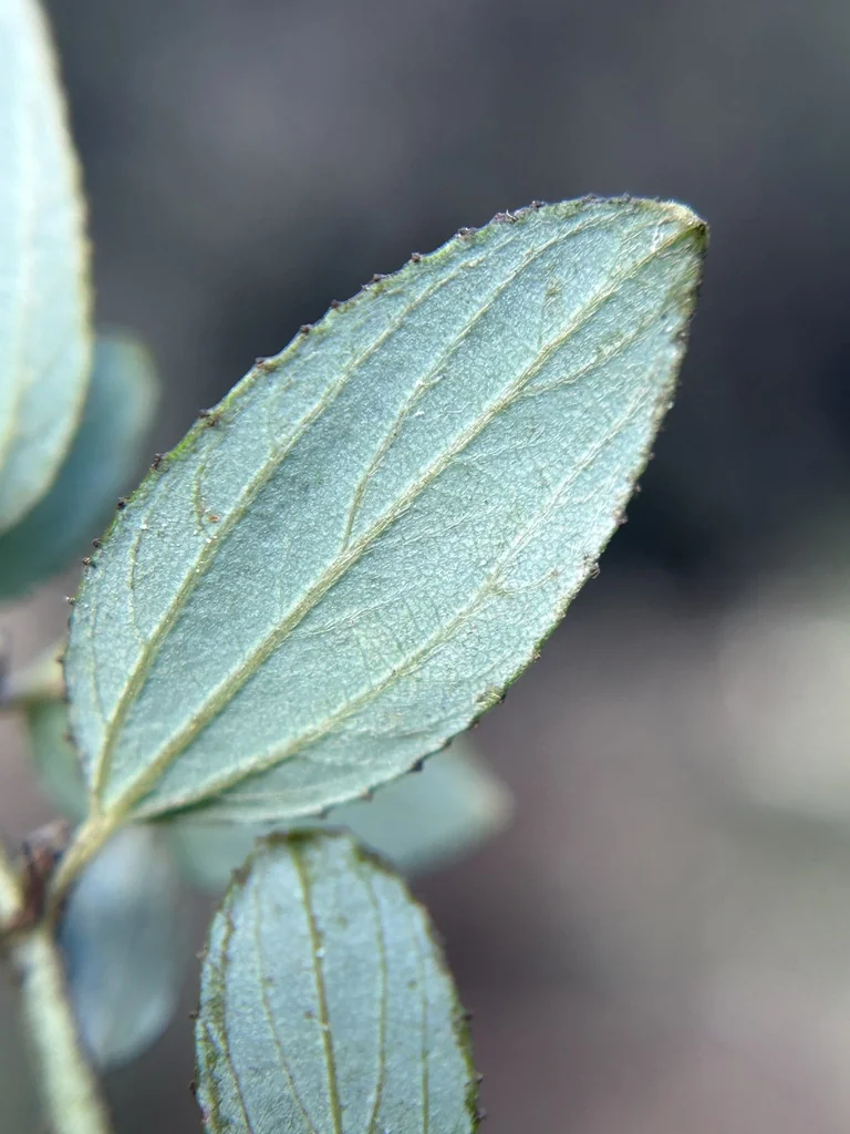 Ceanothus Oliganthus