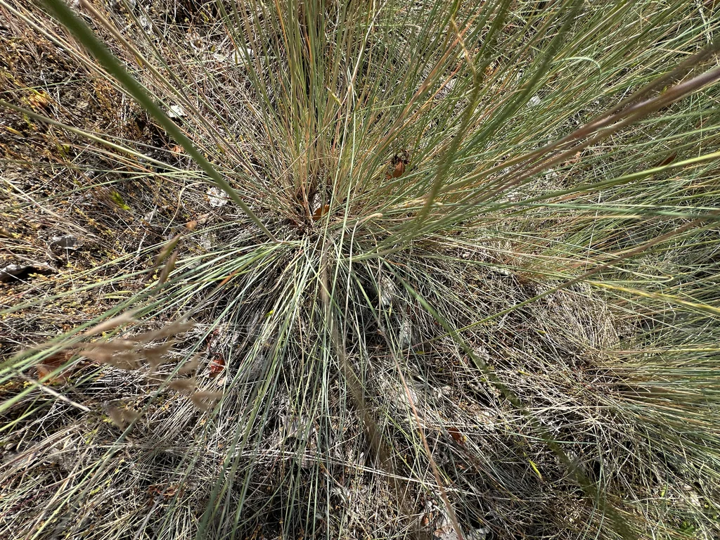 Festuca Idahoensis