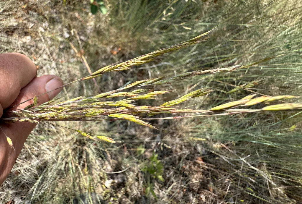 Festuca Idahoensis