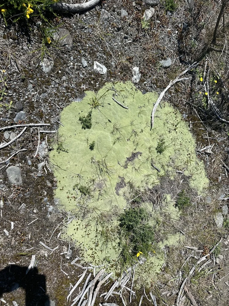Raoulia Australis