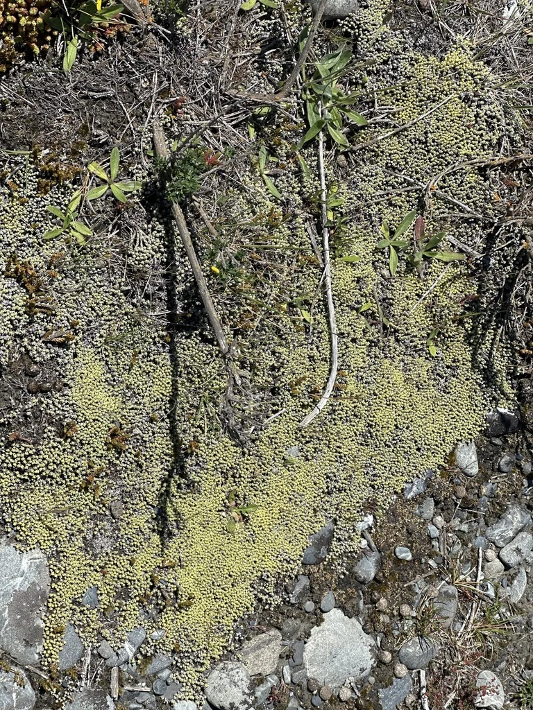 Raoulia Australis