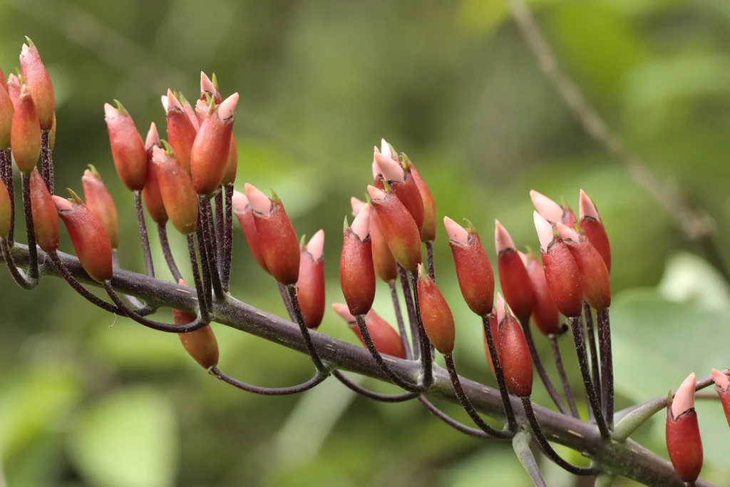 Erythrina Crista-Galli