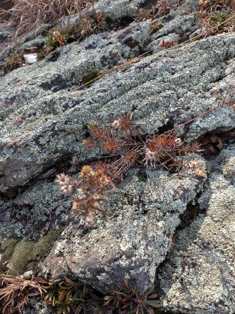 Ionactis linariifolius