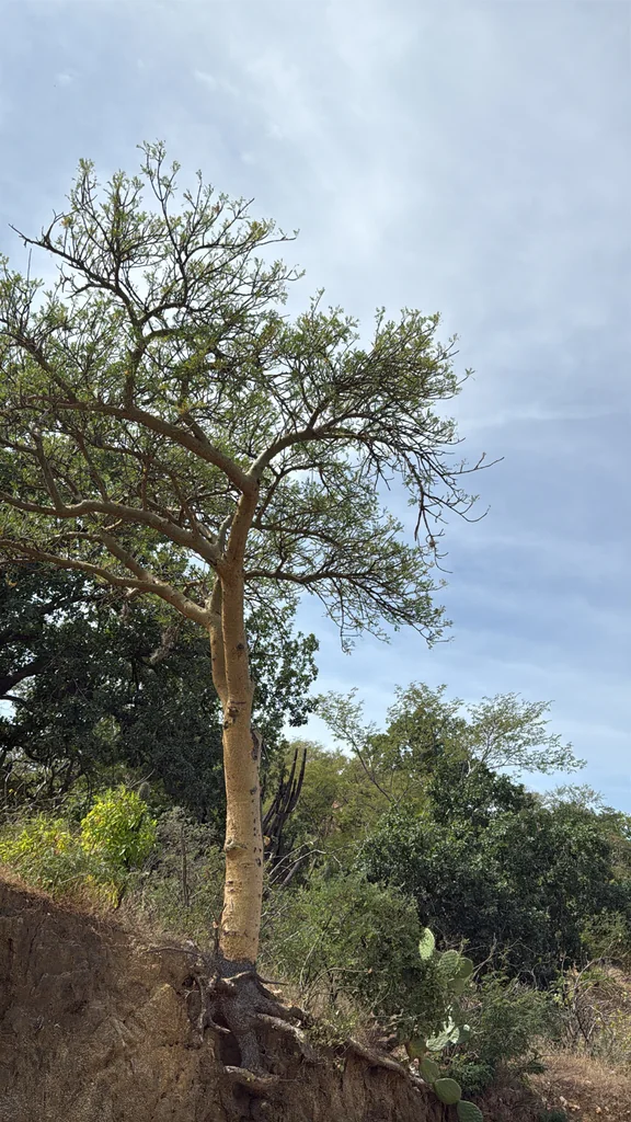 Bursera Microphylla