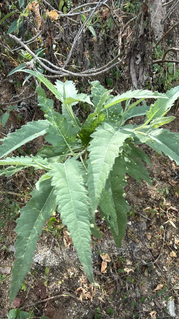 Ambrosia Ambrosioides
