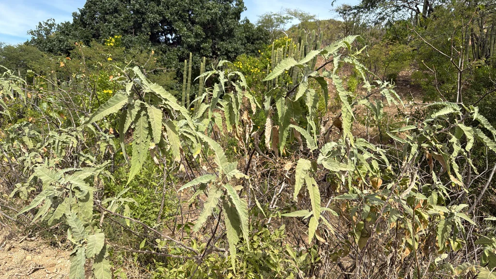 Ambrosia Ambrosioides