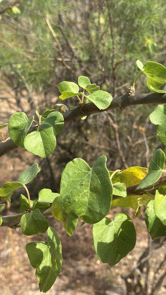 Jatropha Cinerea