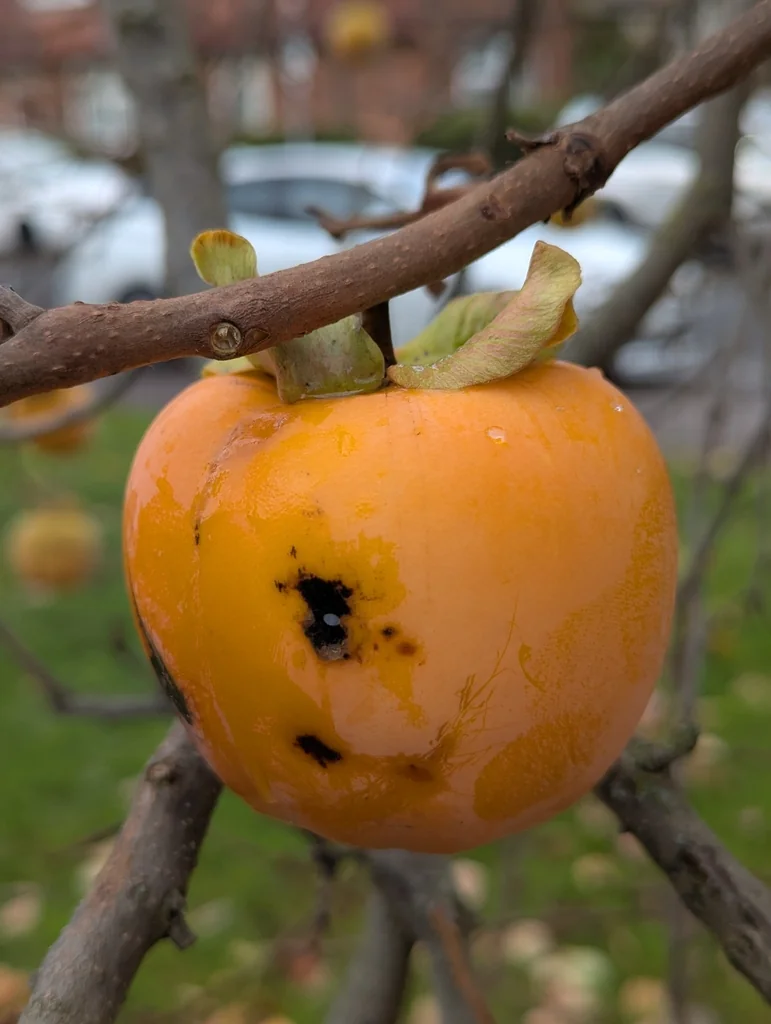Diospyros Kaki