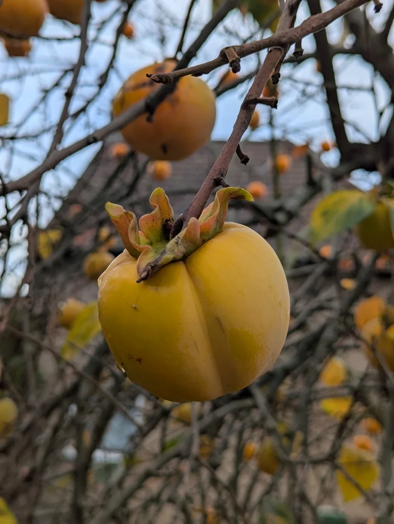 Diospyros Kaki