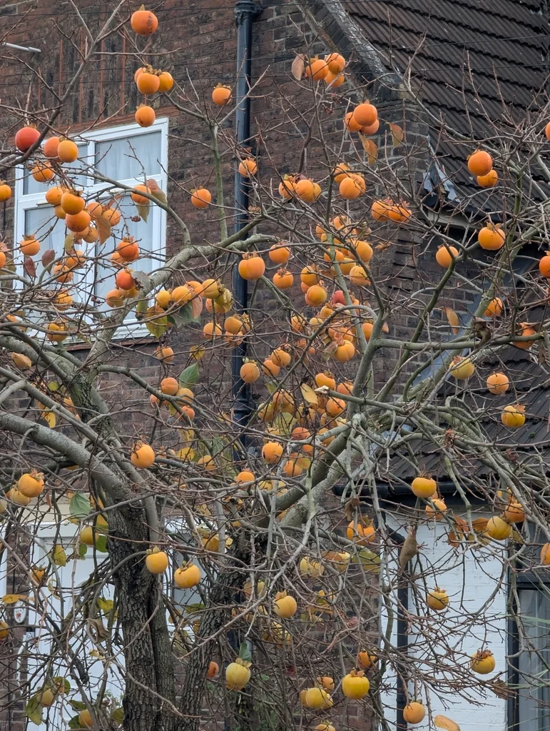 Diospyros Kaki