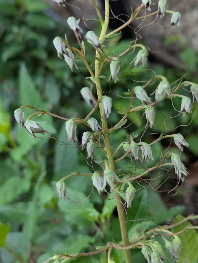 Phygelius Capensis