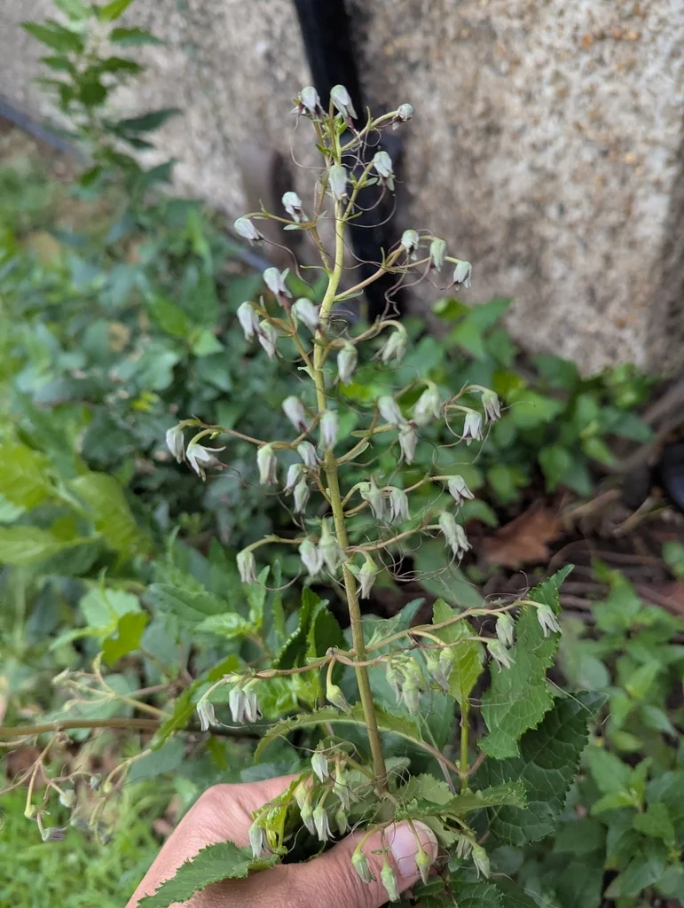 Phygelius Capensis