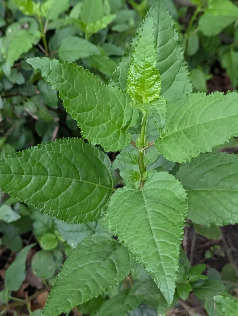 Phygelius Capensis