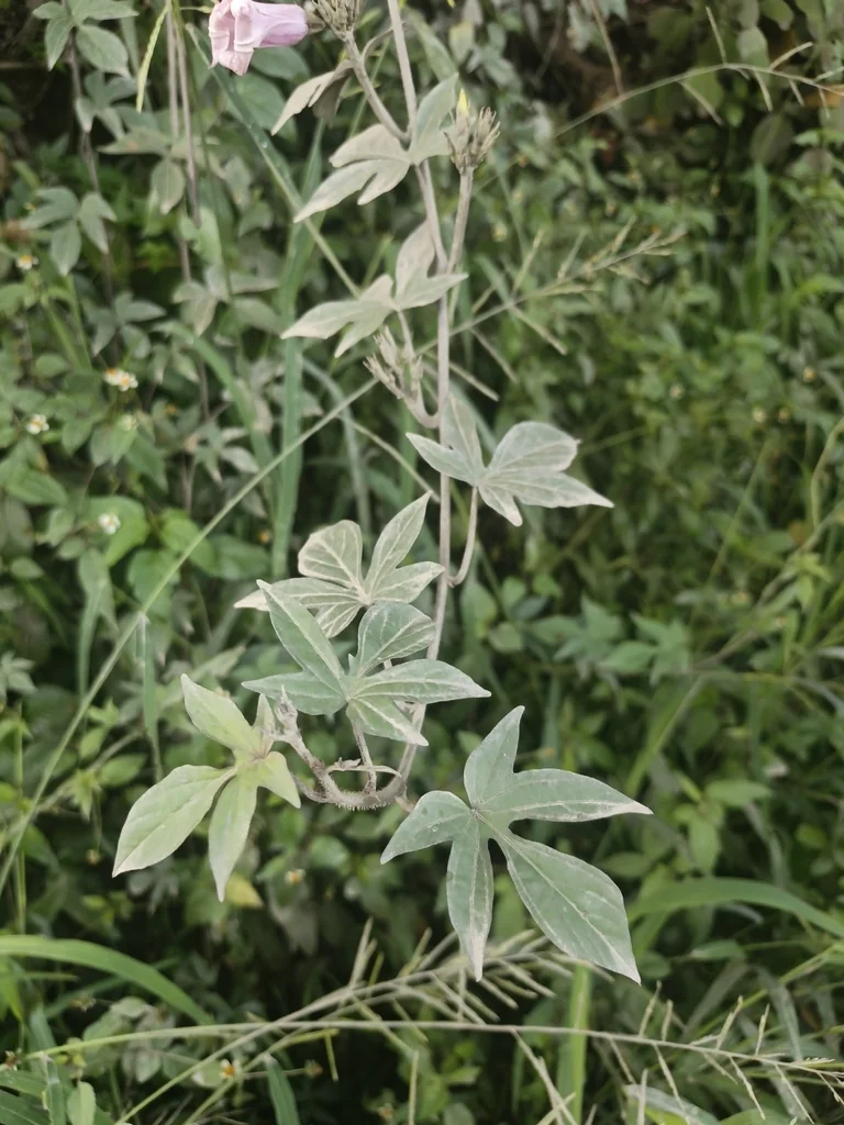 Ipomoea batatas