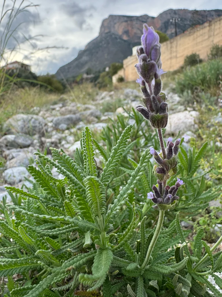 Lavandula Dentata