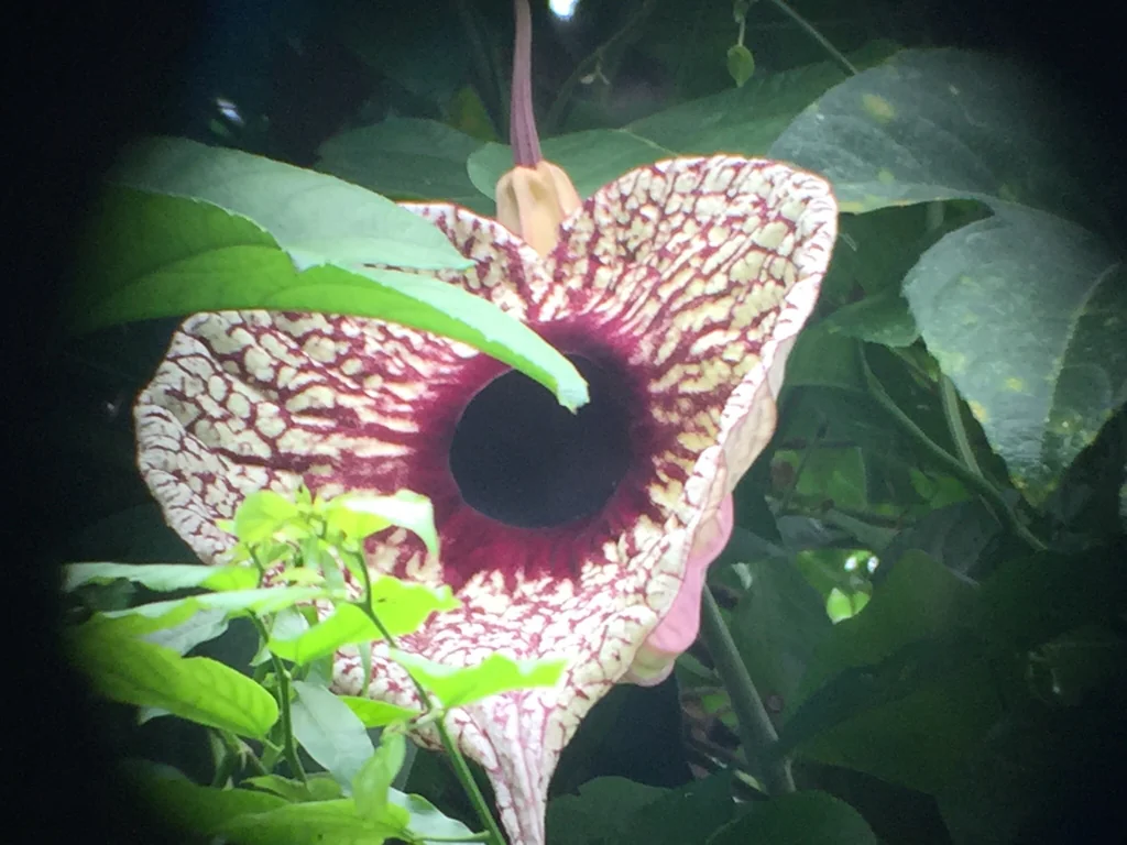 Aristolochia Grandiflora